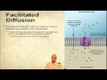 Exploring Cellular Transport Mechanisms