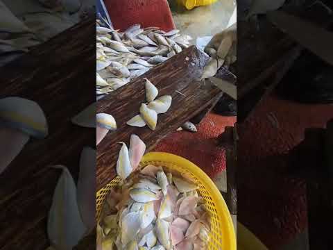 Skill memisahkan daging ikan dari tulangnya