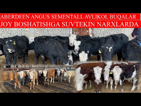 ABERDEEN ANGUS SEMENTALL AVLIKOL BUQALAR SUVTEKIN MARXLARDA JOY BOSHATISHGA SANJARBEKAKAARZONQIVORDI