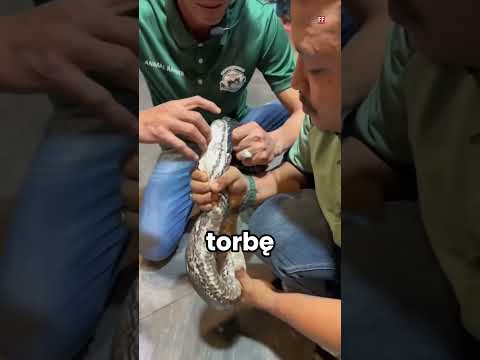 Ile zębów mają węże?! 🐍😱