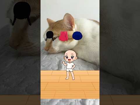 Bora montar a boneca 🎎 #shortsviral #cat #gatos