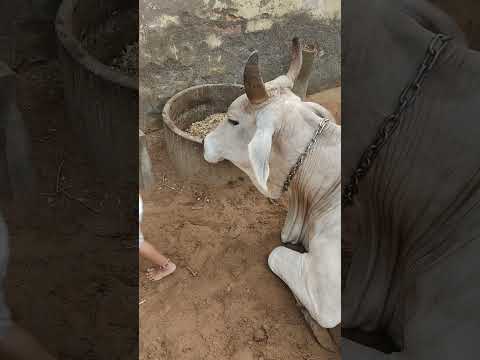 short#cow#cowchilad aviral video #chilad cowe vairal video #chilad cow masti videos