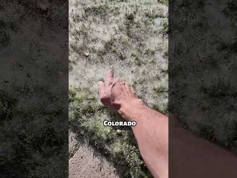 Watch What Happens When Cottonwood Fluff Catches Fire!