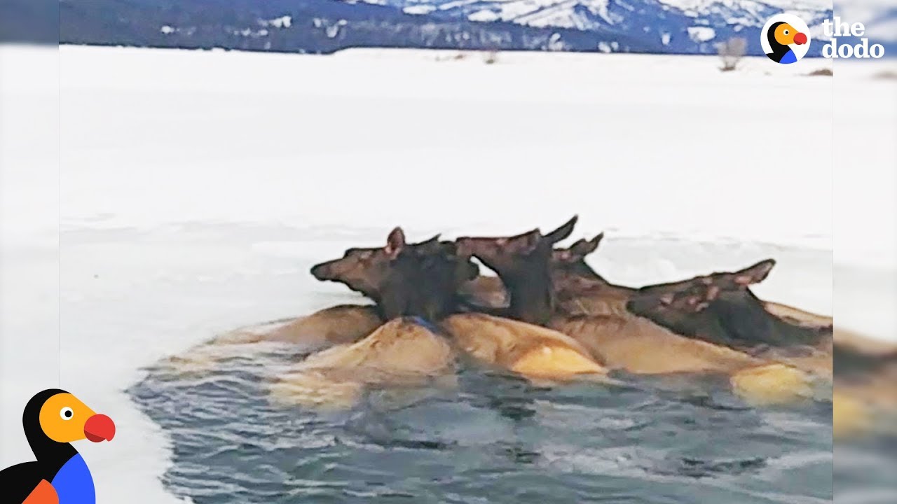 Herd of Elk Rescued After Falling Through Ice