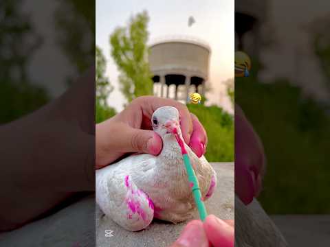Kabutar Ka Mun Par Makeup, Funny Video 🤣😘🕊️ || #viral #petsforshoq #supportme #subscribe #like
