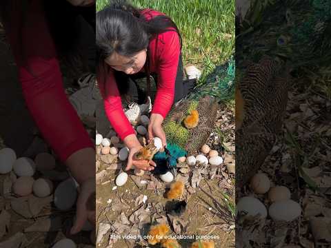 Why is this girl breaking the peacock's egg