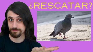 Ideas video de Rescatar Palomas