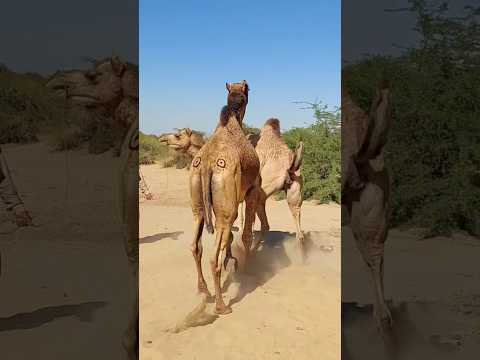 الجمل غاضب