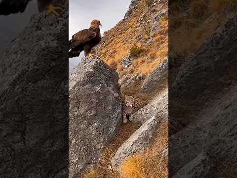 살쾡이의 변신!! #독수리 The transformation of a wild cat! #Eagle