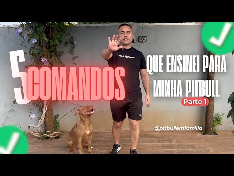 5 COMANDOS DE ENSINEI MINHA PITBULL 🐶 ( PARTE 1 ) #youtube #adestramento #pitbull