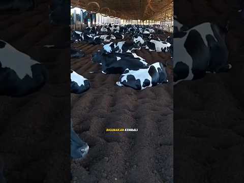 Sistem Peternakan Sapi Ramah Lingkungan