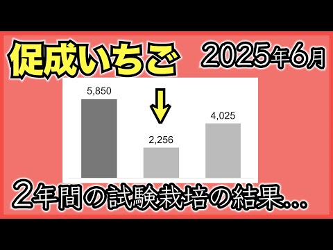 【いちご促成栽培】極少量培地とアクアポニックスのよつぼしの収穫量【2025年6月】