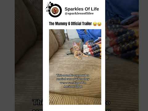 The Mummy 6 Official Trailer #cat #haveitoldyoulatelythatiloveyou #funny