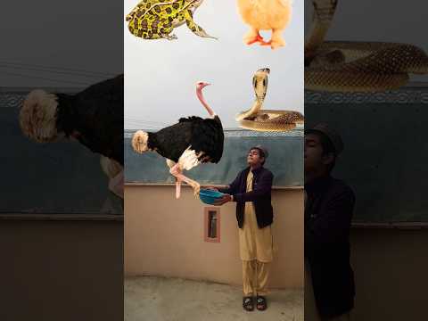 I eat halal Vs haram animals ? #shorts #youtubeshorts #islamicvideo