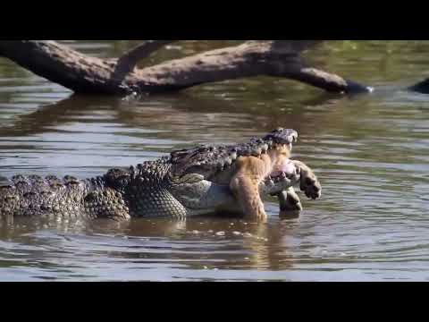Crocodilo pega um filhote de leão!!!