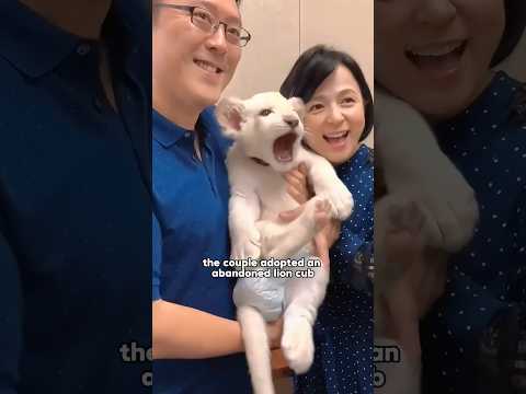 Rescue an abandoned white lion cub.#shortvideo #shorts #animals #lion #love #cute #rescue