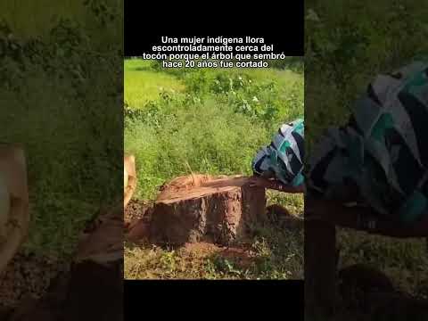 Momento desgarrador 💔Historias que no deberían ignorarse #shorts