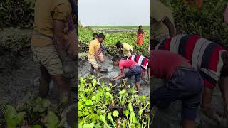 Mud Fishing #shorts