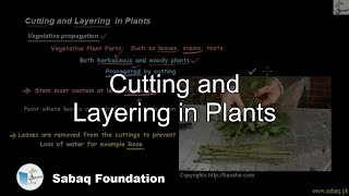 Cutting and Layering in Plants