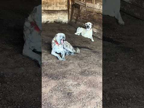DİŞİYİ KISKANAN ÇAPAR #çapar #kangal #shorts #keşfet #dogs #hepsigerçek #tiktok #emreorak