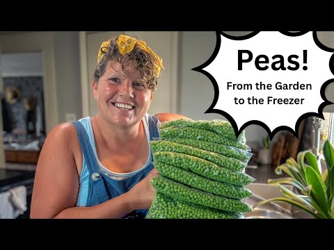 The Best Way to Preserve Peas! Garden to Freezer