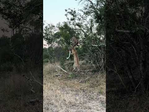 Leopard Mother Pulls Cub Down from Tree!