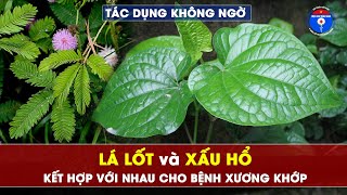 Lá lốt & cây xấu hổ tác dụng gấp bội cho thoái hóa xương khớp, thấp khớp