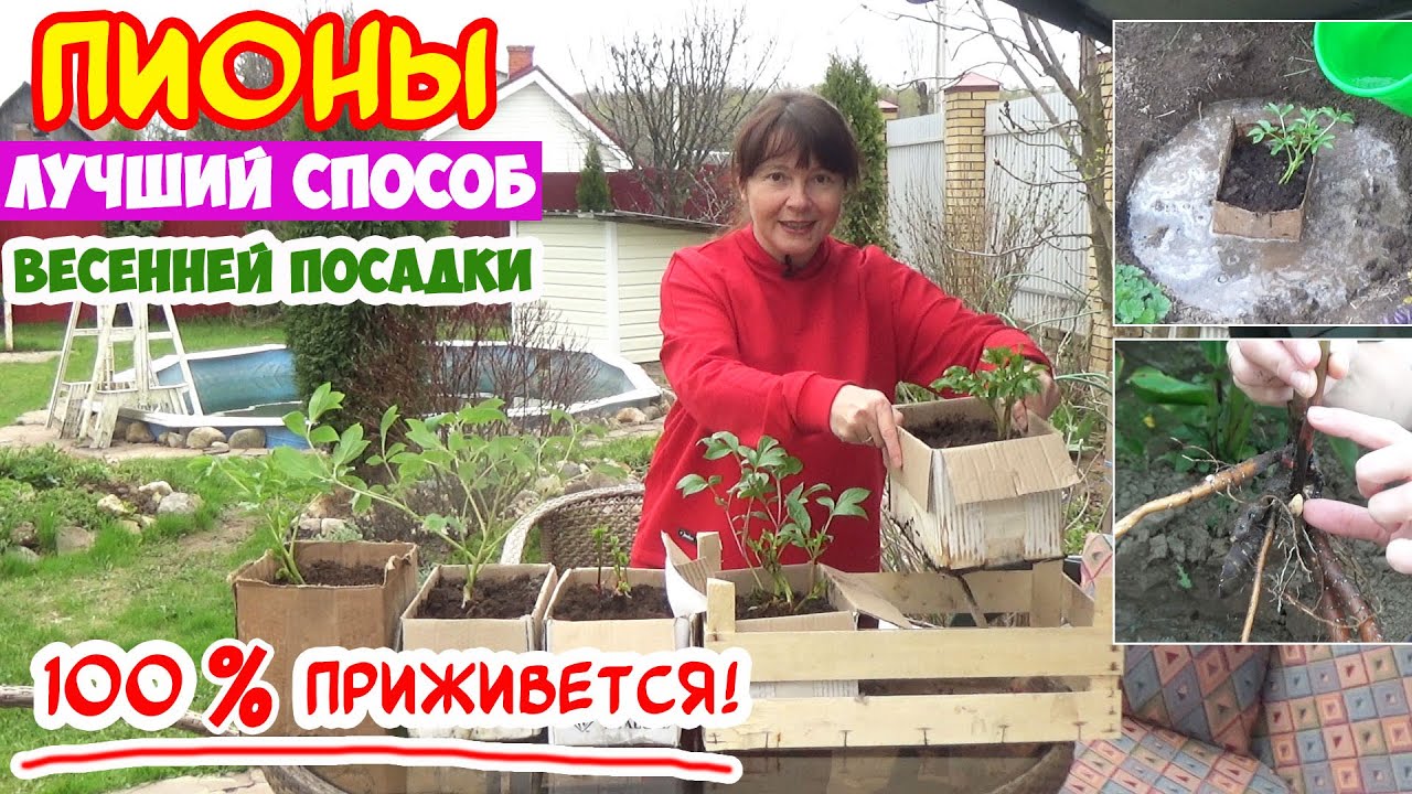 Посадка ПИОНА ВЕСНОЙ - так вы точно не сажали! + 10 вопросов о посадке пиона в грунт