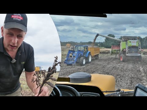 DAY 1 OF HARVEST - BEANS