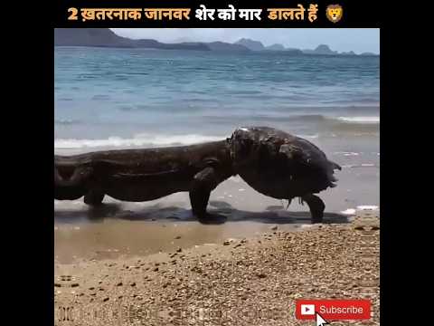 2 ख़तरनाक जानवर शेर को मार डालते हैं 🦁 | Dangerous Animals #shorts
