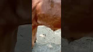 Lymhi vairus ।মাম্পি ভাইরাসের চিকিৎসা সম্পর্কে আপনার জানতে চাইলে আমাকে প্রশ্ন করতে পারে