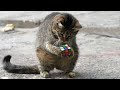 Understanding Cat Behavior and Intelligence