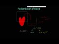 Understanding Cardiac Output and Blood Distribution