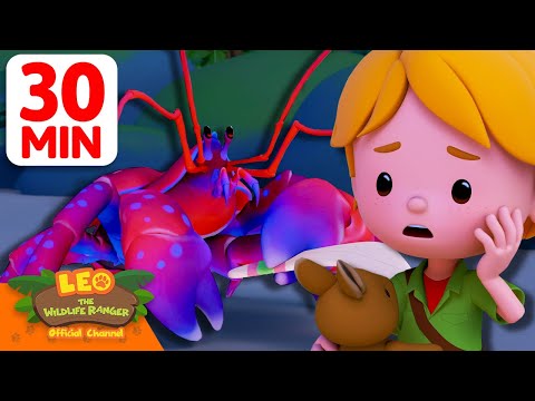 It's a Crab with Gigantic Pincers! 🦀🥥 | 30 Min | Leo the Wildlife Ranger | #animals