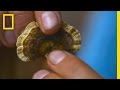 Turkey Tail Mushrooms Preparation and Identification
