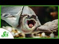 Understanding Turtle Evolution