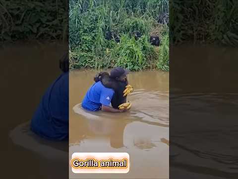 গরিলার জন্য এত ভালোবাসা #story #facts #trending