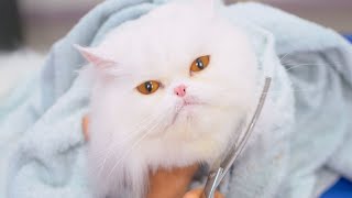 This cute kitten will surprise you !!!!😻🛁✂️❤️