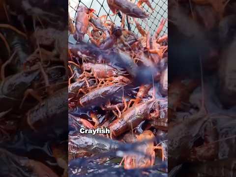 Do you still eat crayfish#food #delicous #delicius #fyp