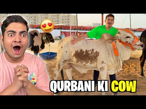 FINALLY APNA QURBANI KA JANWAR LELIYA 🥰 | MANDI ME SCAM HONE WALA THA 😡