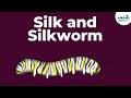 Silkworm Lifecycle and Sericulture