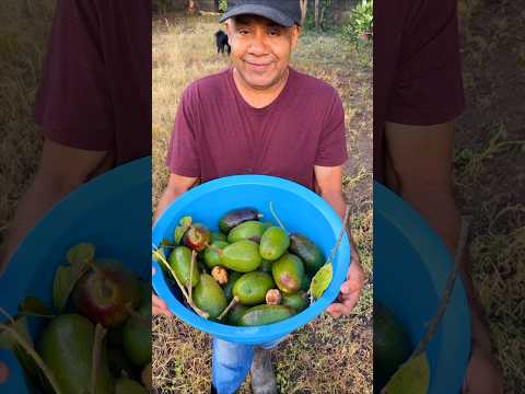 🌳 Tu patio puede darte aguacates deliciosos, ¡descubre cómo lograrlo!