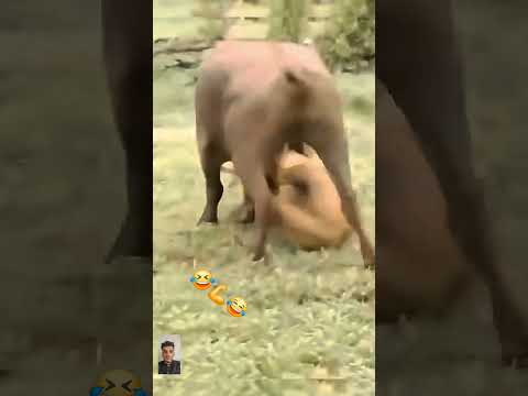 شاهد كيف خدع الاسد وفرش سرته باقرونه #shorts