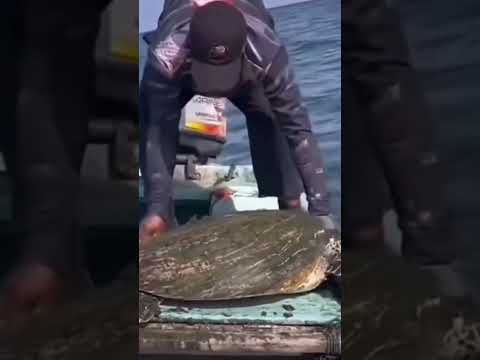 Did this sea turtle need to be cleaned? ? #seaturtle #ocean #fish #marinebio #ocean #seas