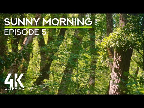 4K Sunny Morning in a Forest - Episode 5 | Sunny Woods with Cheerful Bird Songs & Gentle Wind Sounds