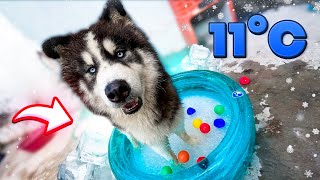 FIZ UMA BANHEIRA DE GELO PARA MEU HUSKY SIBERIANO
