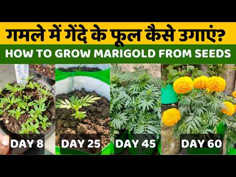 गेंदे के फूल कैसे उगाएं? Genda Ke Phool Kaise Ugaye | How To Grow Marigold Flowers From Seeds Hindi