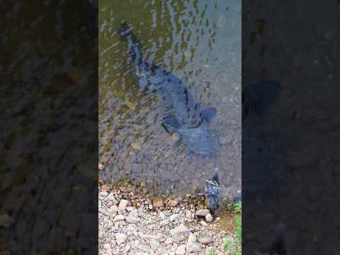 Catfish vs Pigeon ! #catfish #fishing #underwater