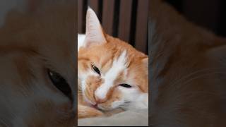 絶対にお返事してくれる子猫