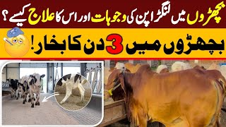 🐄 Bachhron me Lumpy Virus ki Wajohat aur Ilaj | Sirf 3 Din ka Bukhar!